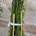 山苍子苗