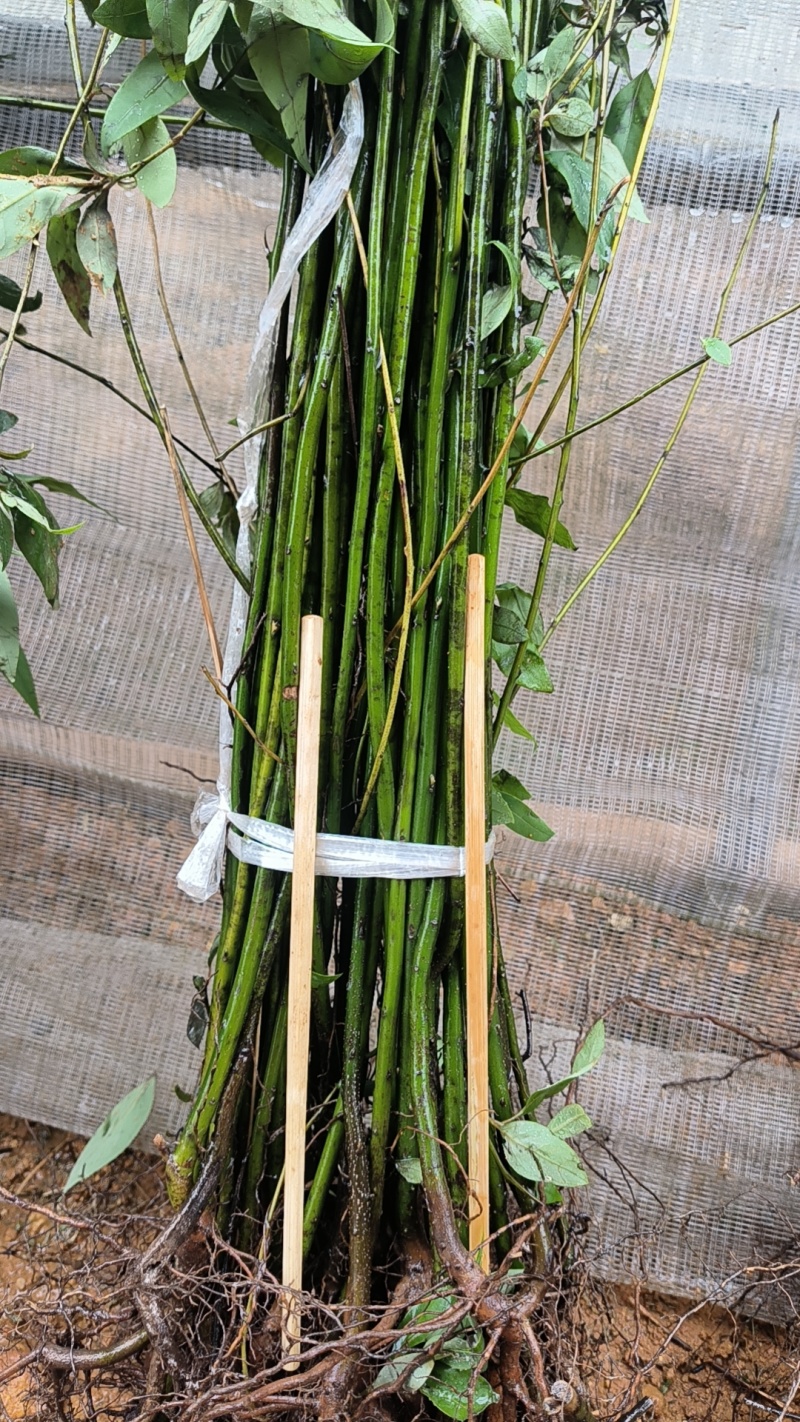山苍子苗