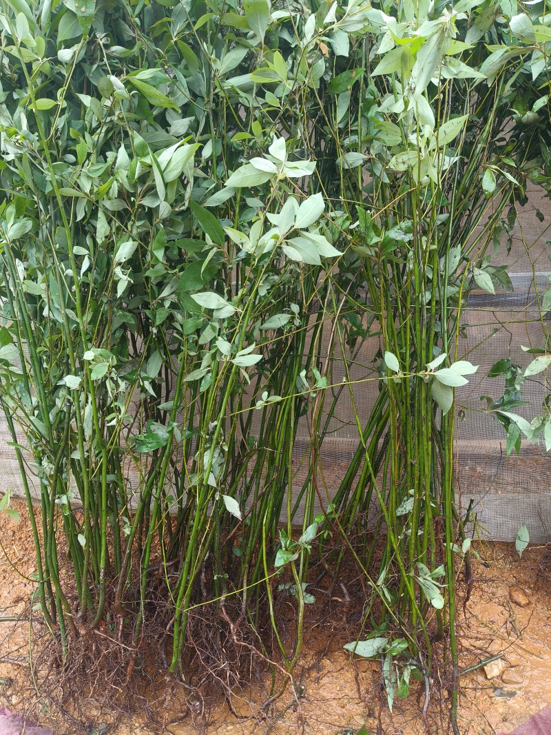 山苍子苗