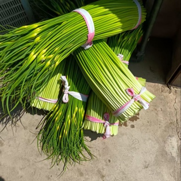 蒜苔品质保证服务周到产地直发价格美丽欢迎联系沟通