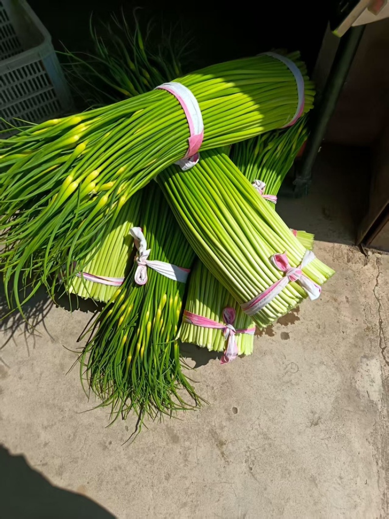 蒜苔品质保证服务周到产地直发价格美丽欢迎联系
