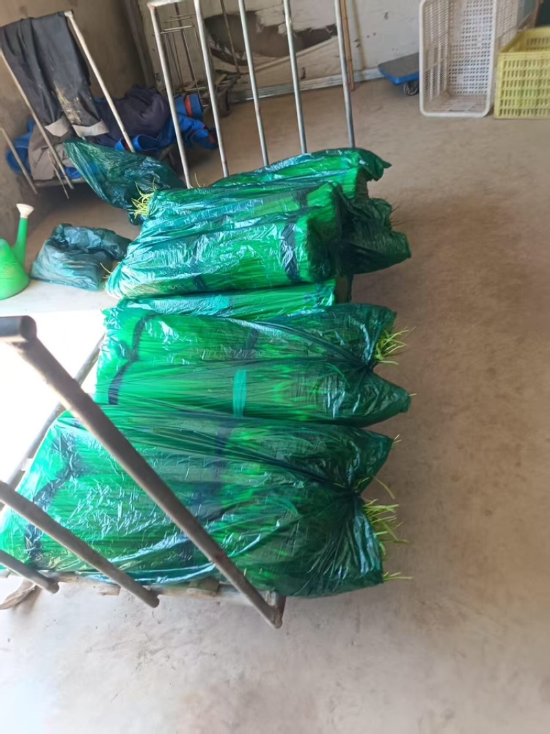 蒜苔品质保证服务周到产地直发价格美丽欢迎联系