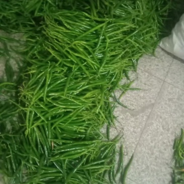 绿线椒，品质优良，价格优惠，欢迎各位老板前来采购