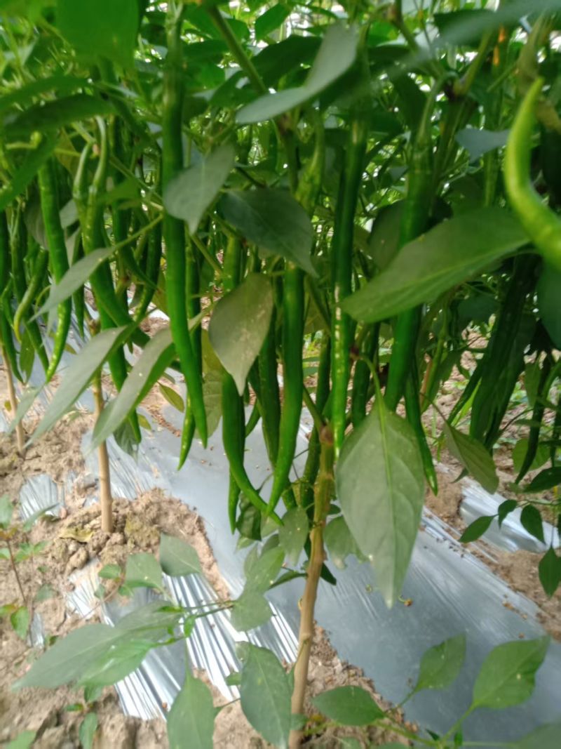 绿线椒，品质优良，价格优惠，欢迎各位老板前来采购