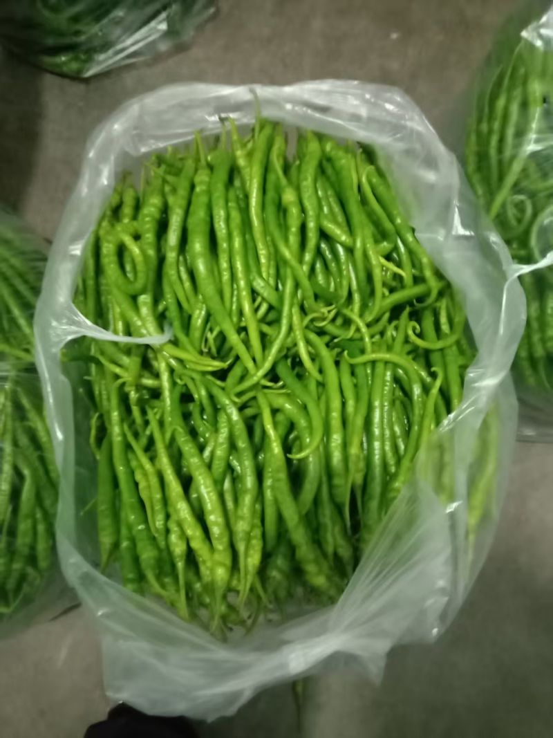 绿线椒，品质优良，价格优惠，欢迎各位老板前来采购