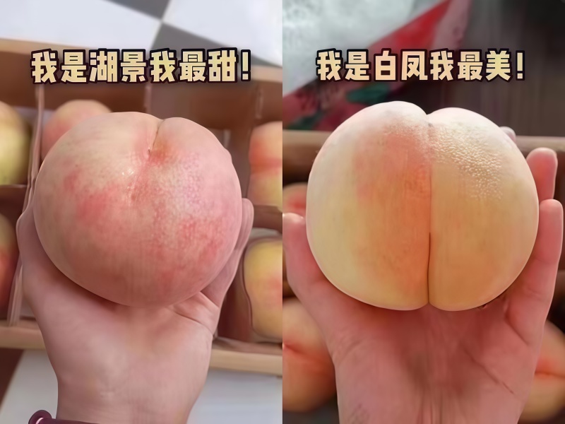 【2棵起售】湖景慈风无锡阳山水蜜桃苗种苗树苗嫁接苗白凤