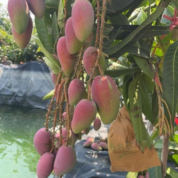 海南产地直发贵妃芒，可一件代发各大平台包售后