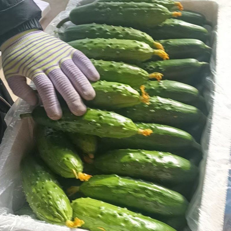 新鲜黄瓜常年供货，品质保证，全国可发