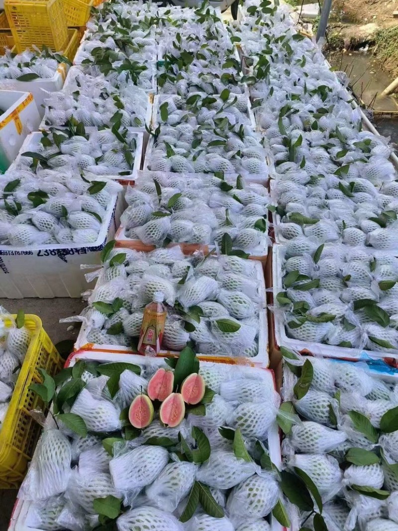红心芭乐应季上市产地直供，无中间商，价格实惠