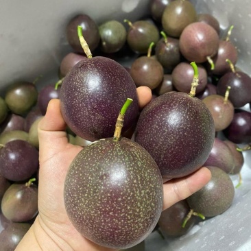 金都3号蜜桃百香果