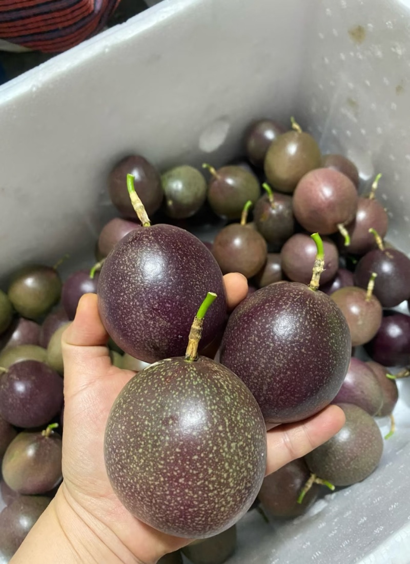 金都3号蜜桃百香果