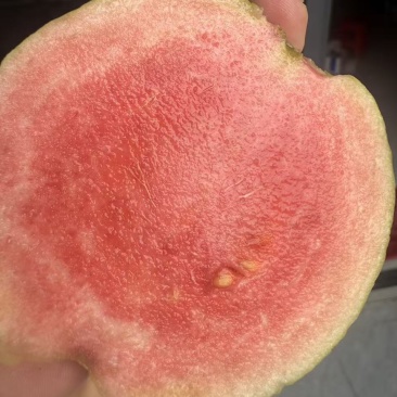 红宝石芭乐番石榴少籽系列
