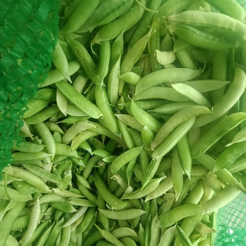 金堂大白豌豆