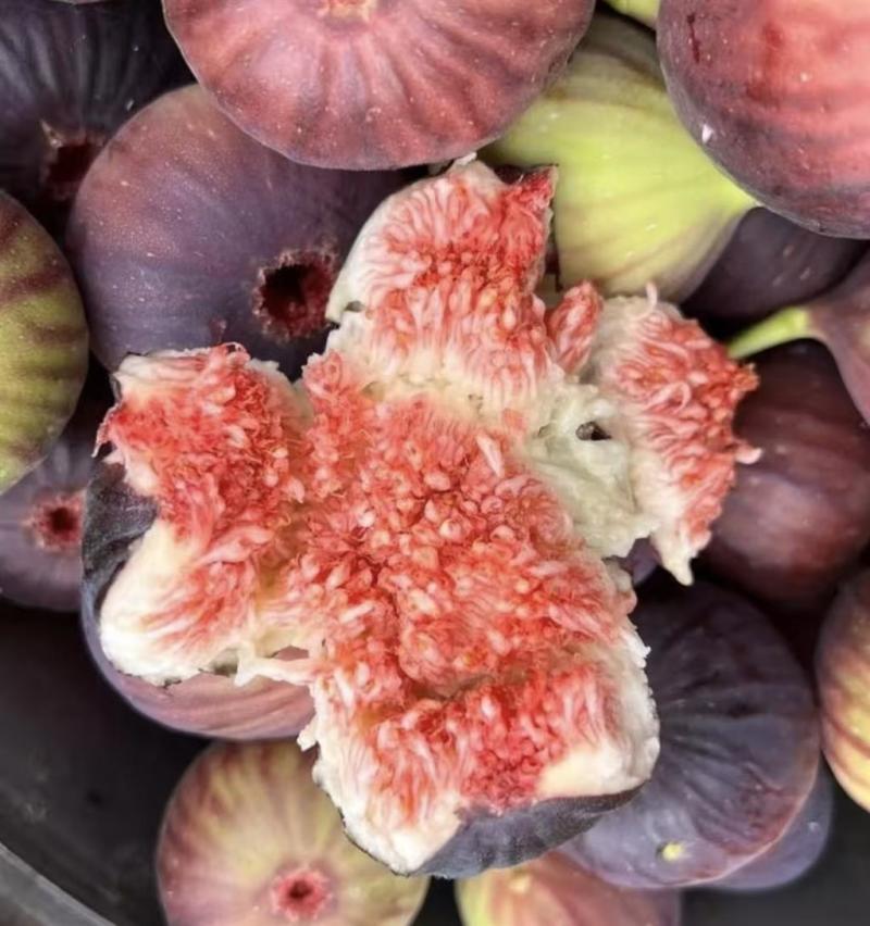 精品波姬红无花果大果