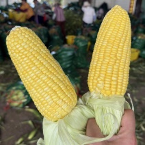 太阳花水果玉米白糯花糯大量供应，质量保证，对接各大市场