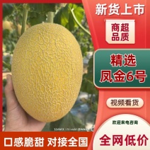 精选哈密瓜凤金6号糖度高肉厚多汁清甜不腻产地直发欢迎来电