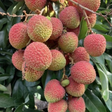 广东高州妃子笑荔枝，产地批发，电商合作一件代发