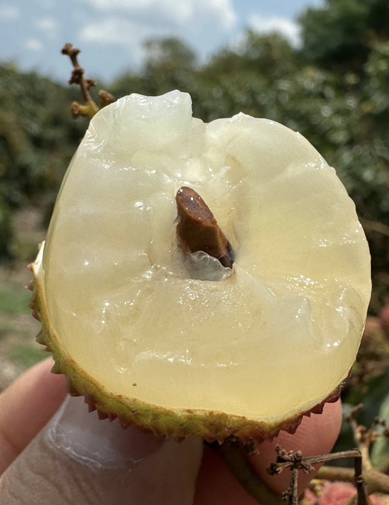 广东高州妃子笑荔枝，产地批发，电商合作一件代发