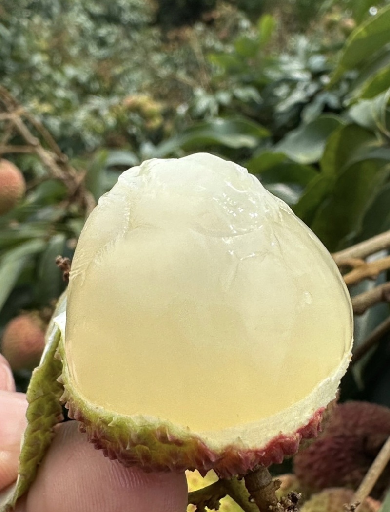 广东高州妃子笑荔枝，产地批发，电商合作一件代发