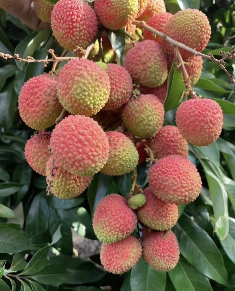 广东高州妃子笑荔枝，产地批发，电商合作一件代发