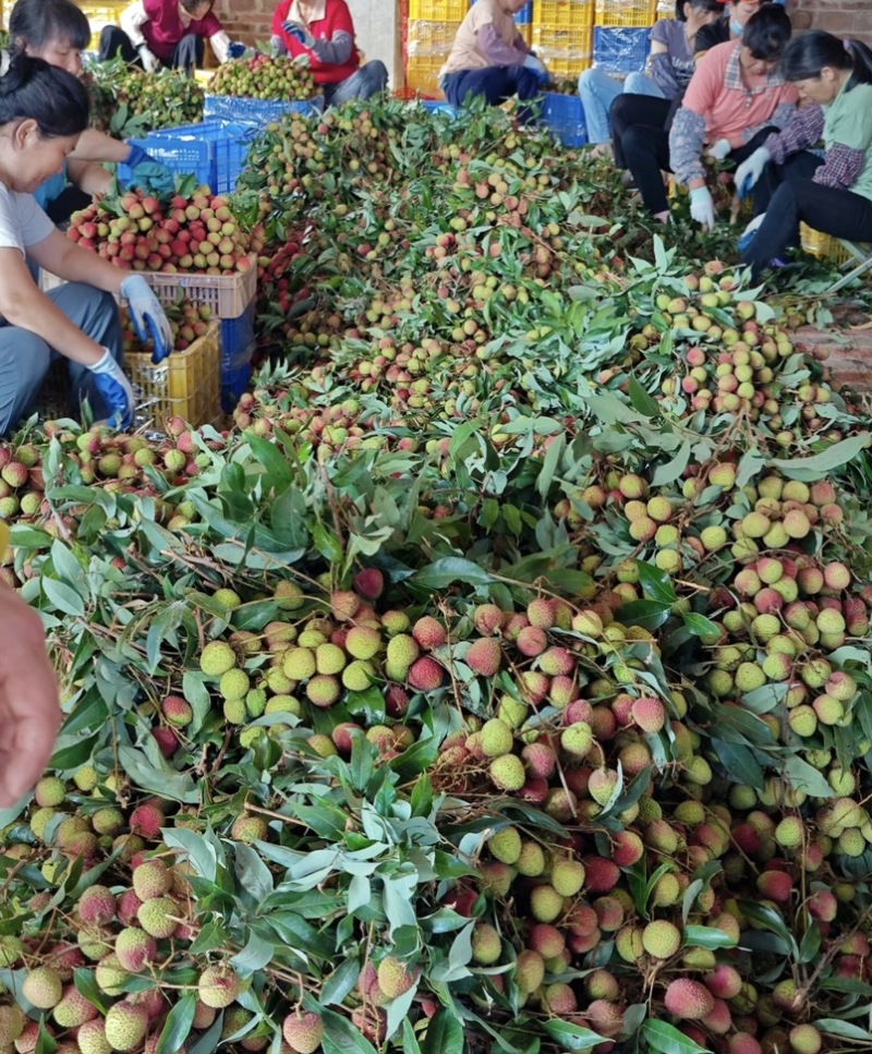 广东高州妃子笑荔枝，产地批发，电商合作一件代发