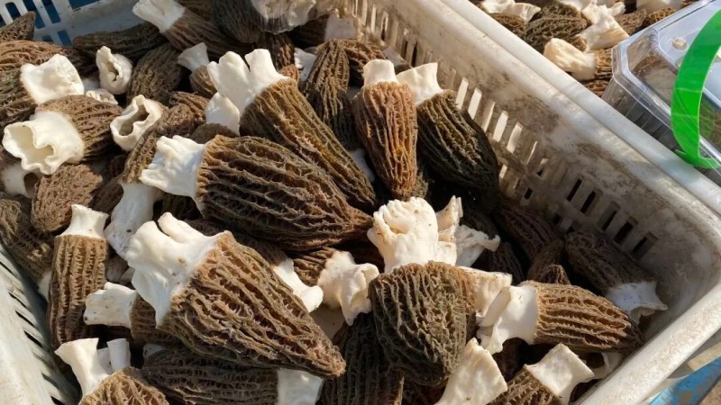 羊肚菌，海安古法家庭农场直供，干货鲜货均有，量大可议价