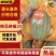 【热卖】海南精品晓蜜25号哈密瓜包熟包甜产地直发对接市场