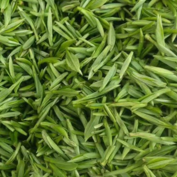 新鲜绿茶