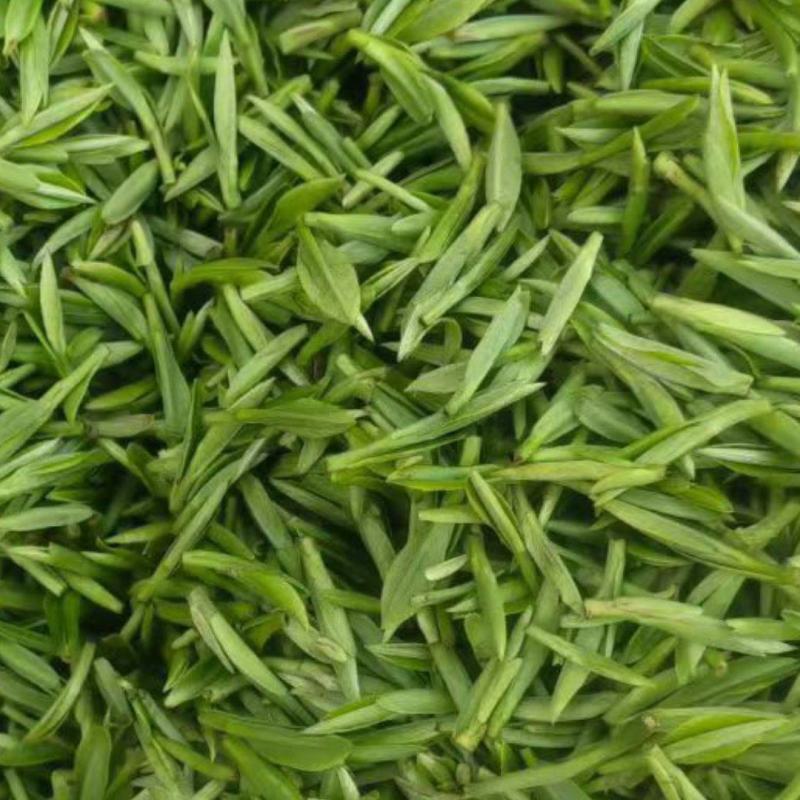 新鲜绿茶