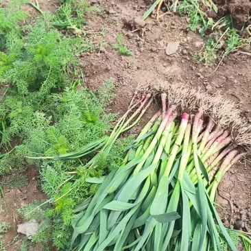 红根蒜苗