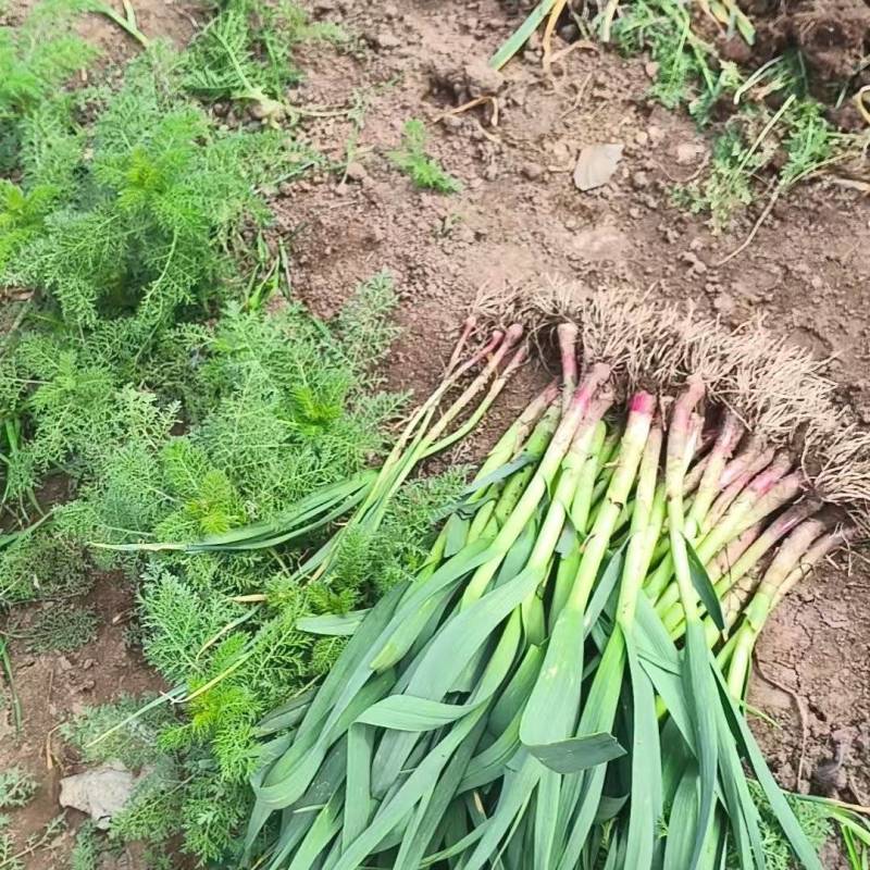 红根蒜苗