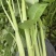 白杆空心菜
