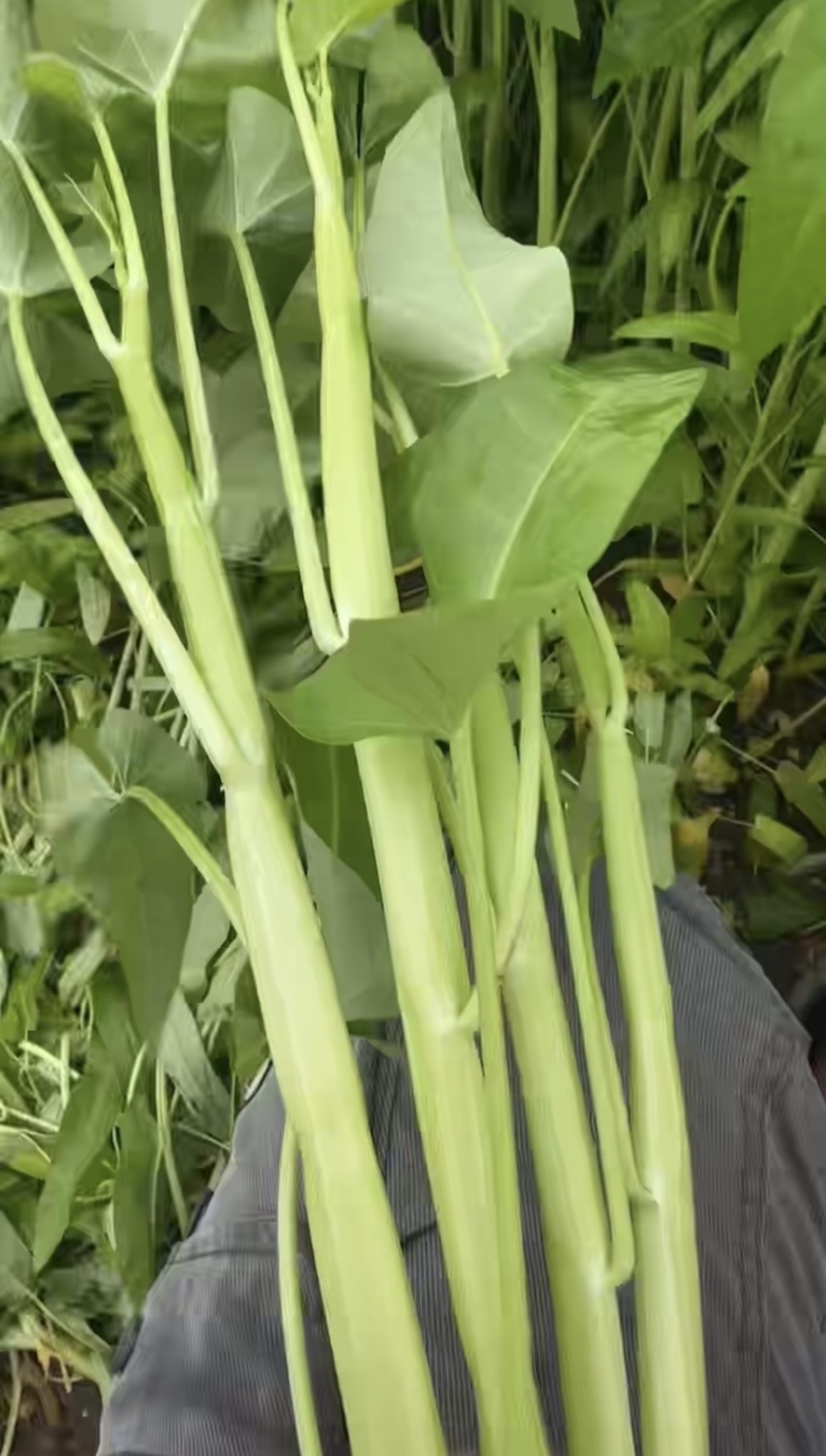 白杆空心菜