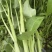 白杆空心菜