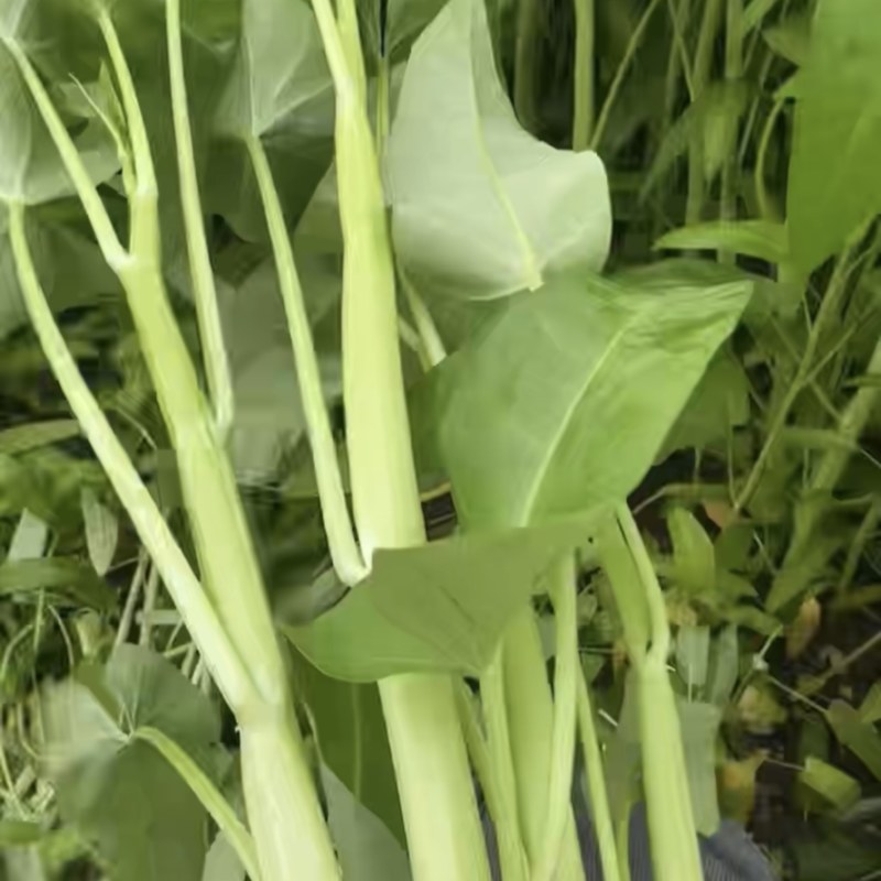 白杆空心菜