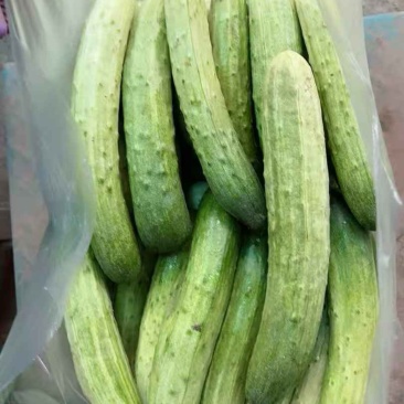 本地黄瓜，燕白黄瓜，燕青黄瓜，大量出货
