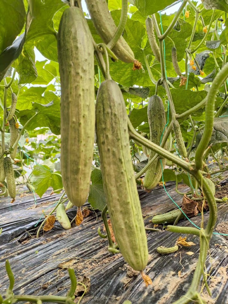 本地黄瓜，燕白黄瓜，燕青黄瓜，大量出货