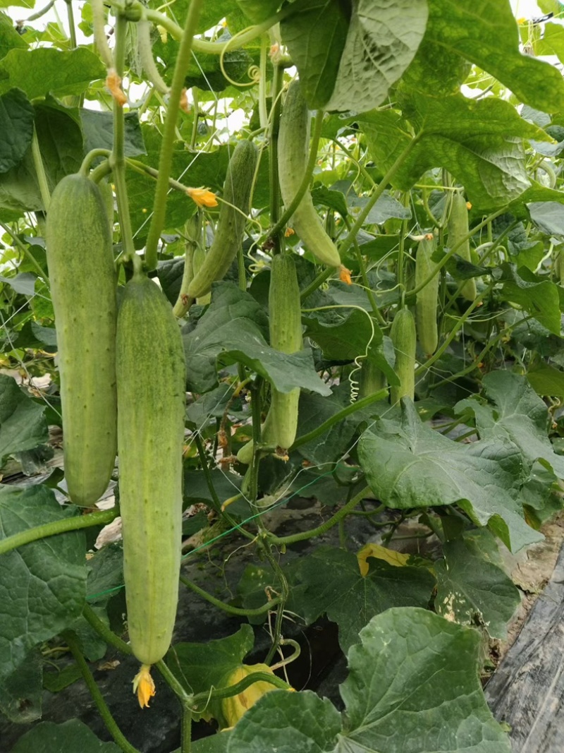 本地黄瓜，燕白黄瓜，燕青黄瓜，大量出货