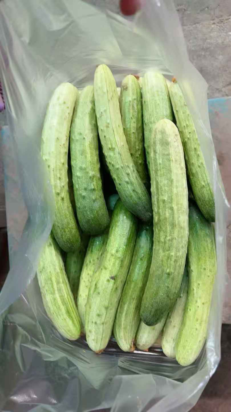 本地黄瓜，燕白黄瓜，燕青黄瓜，大量出货