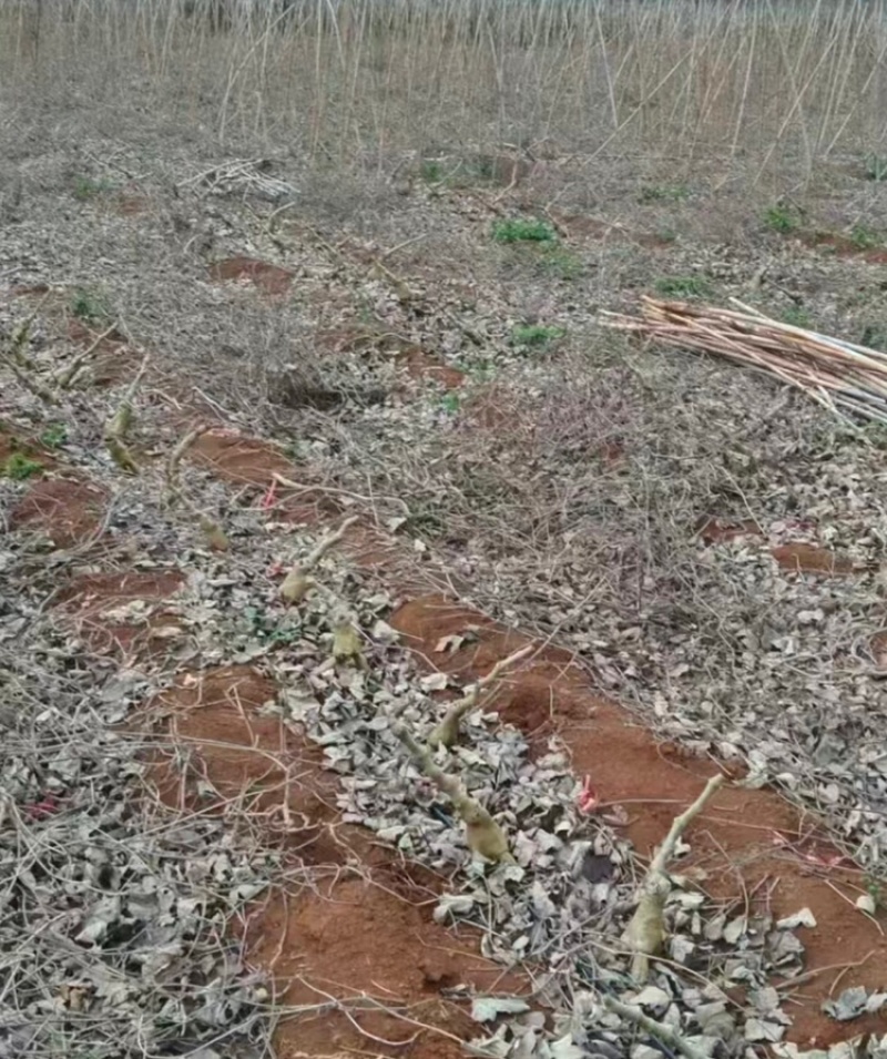 【葛根】产地直销量大质优价格优惠规格齐全欢迎采购