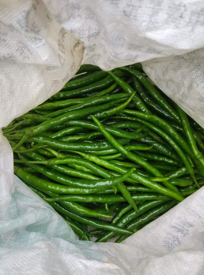 绿线椒，品质优良，价格优惠，欢迎各位老板前来采购