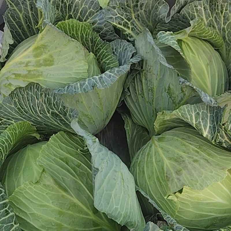 寒玉8号甘蓝4月1日以后大量上市！