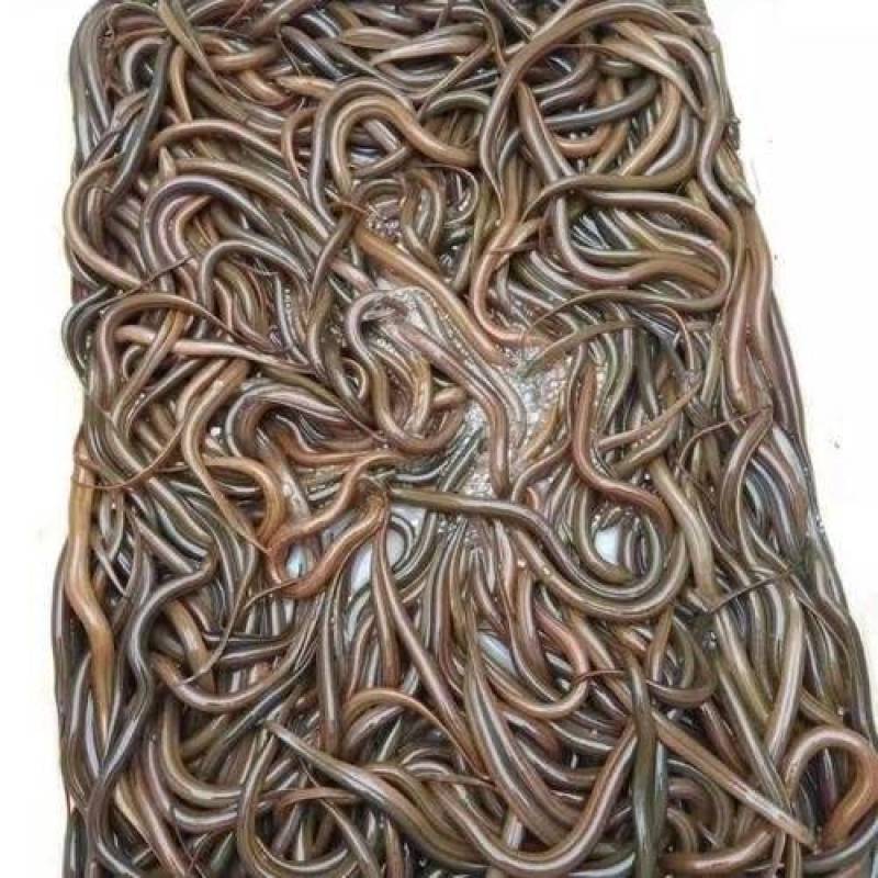 黄鳝苗，厂家直发，大量有货，欢迎各位老板咨询采购