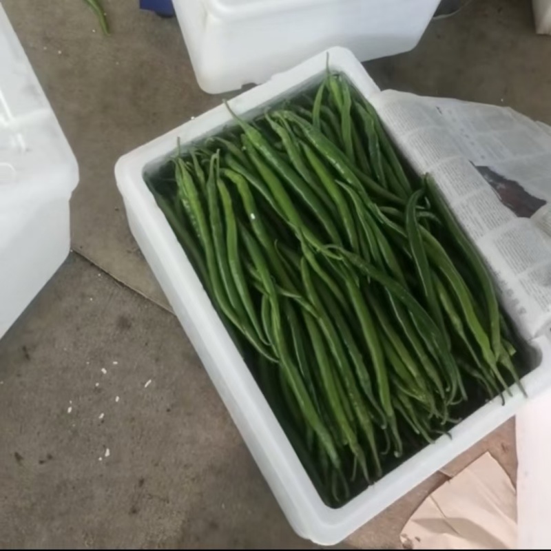 唐山滦南蔬菜