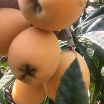 枇杷