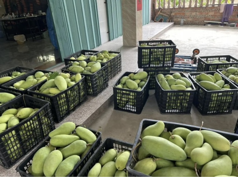 电商一件代发，可包售后，海南产地直发高品质