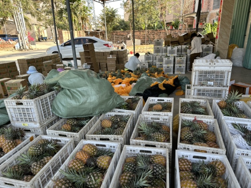 电商一件代发，可包售后，海南产地直发高品质