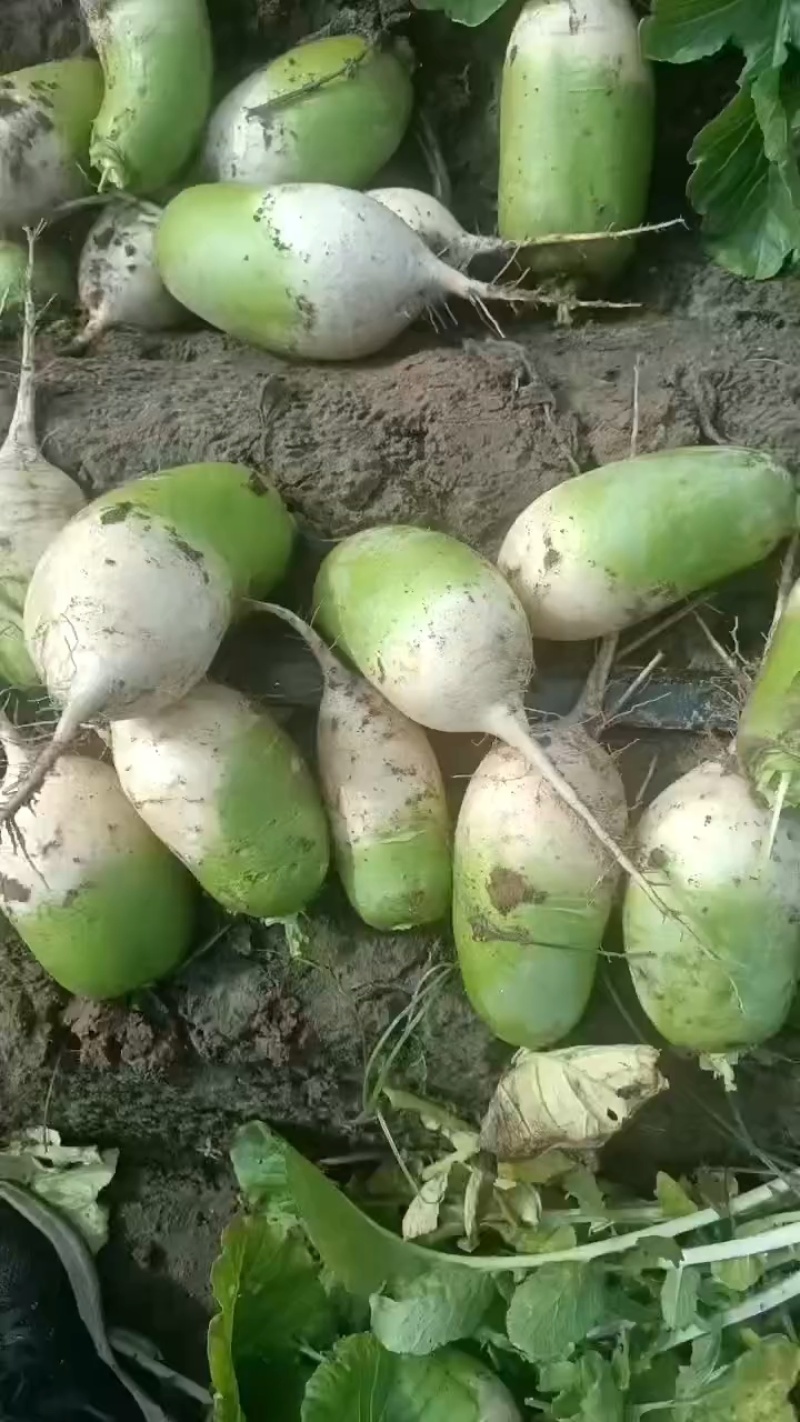 欧雅二号青萝卜
