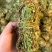 [鸡骨草]带叶鸡骨草各种中规格鸡骨草一手货源量大从优