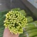 2026年新蒜苔红帽蒜苔白帽蒜苔常年代收代存，常年有货